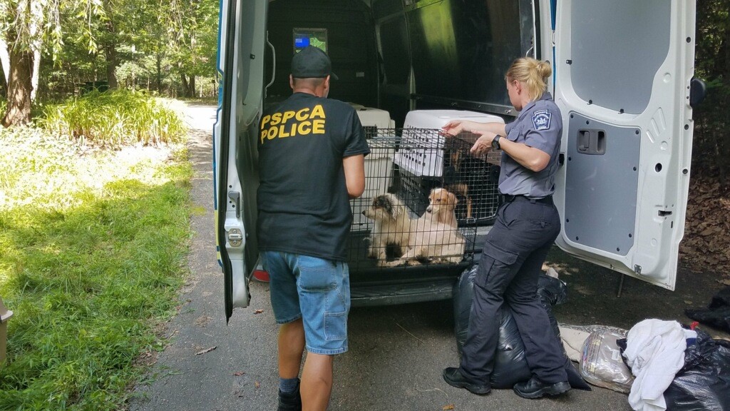 Pennsylvania SPCA rescues over 70 dogs, numerous cats, birds from home