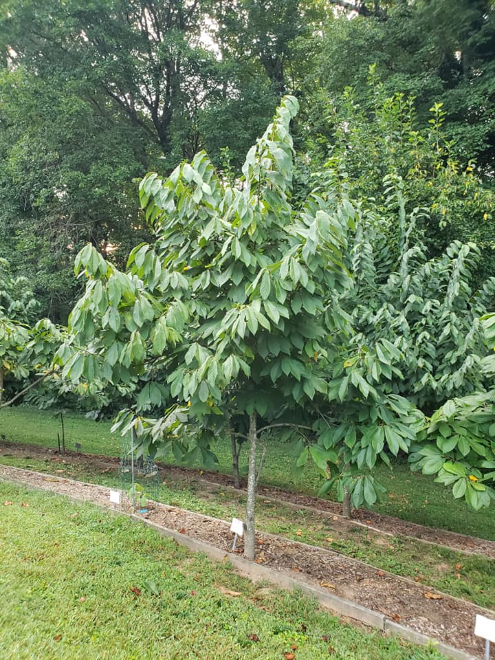 Pawpaw Fruit Here's what to know about North America's largest native
