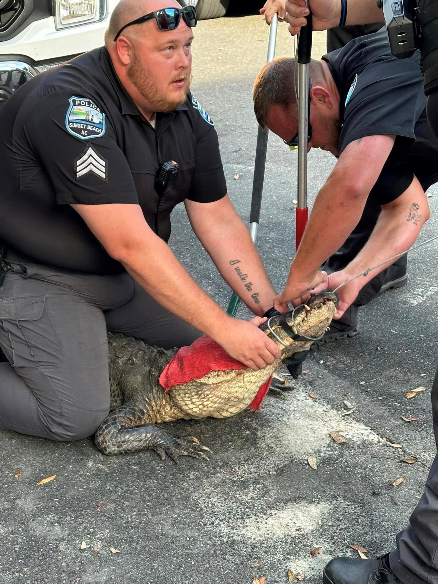 No parking at Sunset Beach Alligator takes up spot in police lot ABC11 RaleighDurham