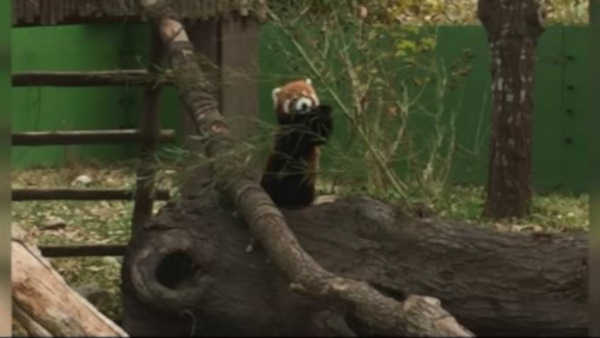 Missing red panda named Sunny on the loose in Virginia ABC13 Houston