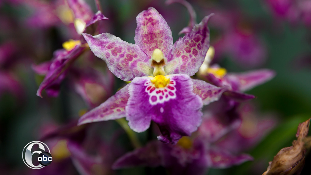 PHOTOS Longwood Gardens Orchid Extravaganza 6abc Philadelphia