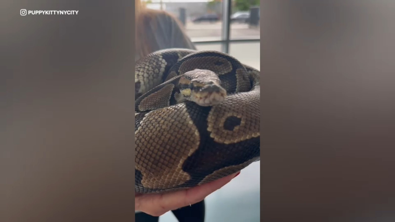 Snakes missing in NYC One python rescued by Puppy Kitty NYC, two