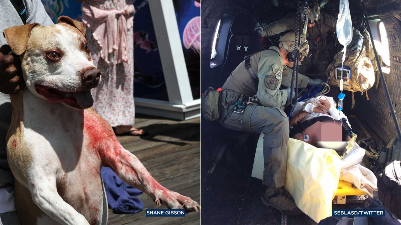 Can You Take Dogs To Catalina Island