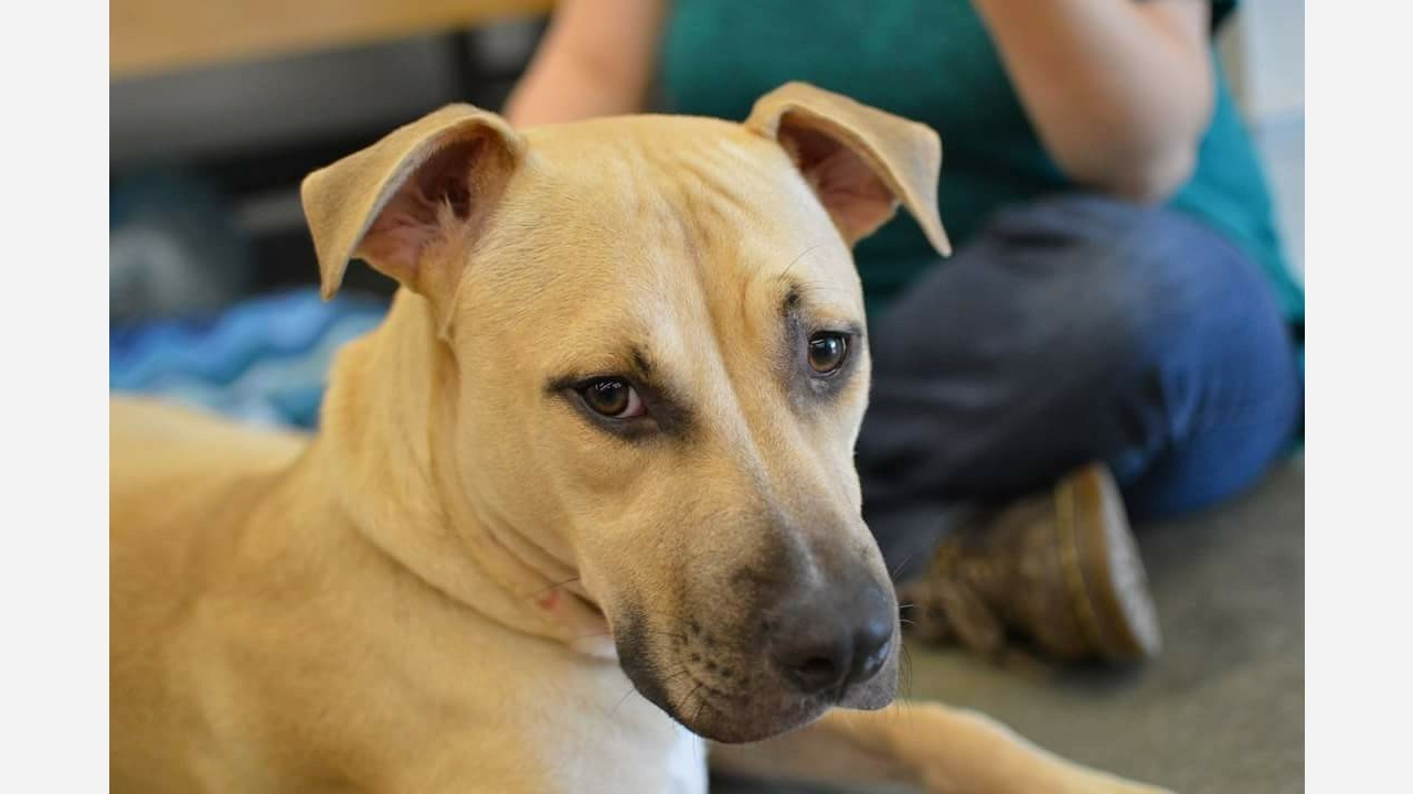 Why the Franklin County SPCA differs from the rest ABC11 RaleighDurham