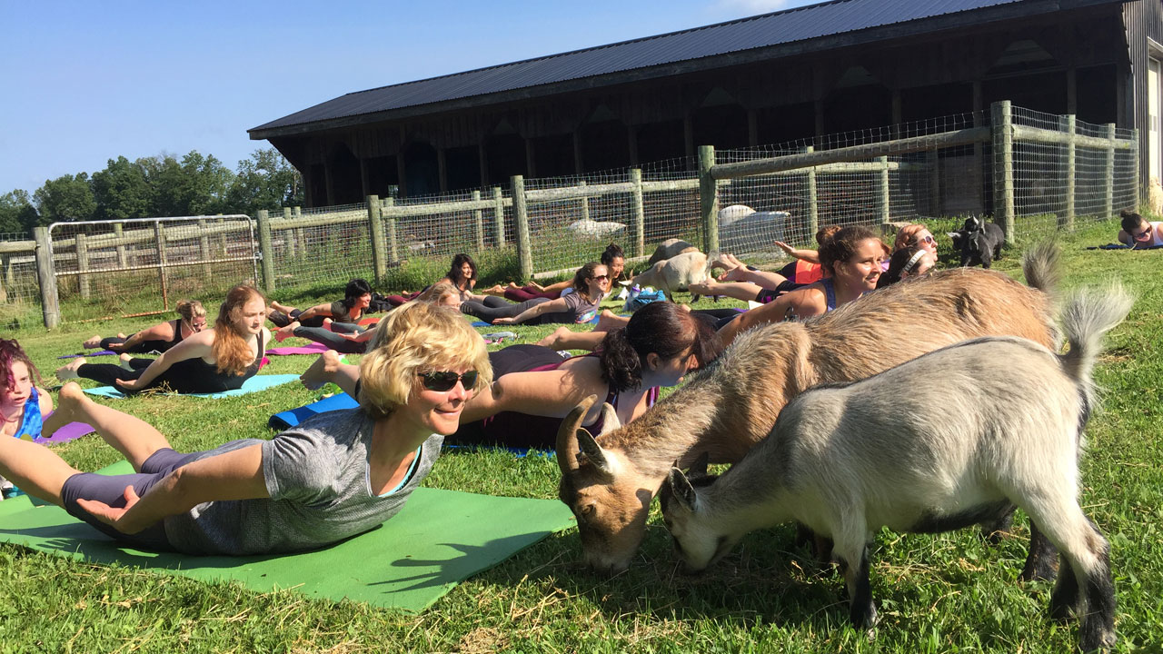 FYI Philly Goat yoga has arrived and it's here to namaste 6abc
