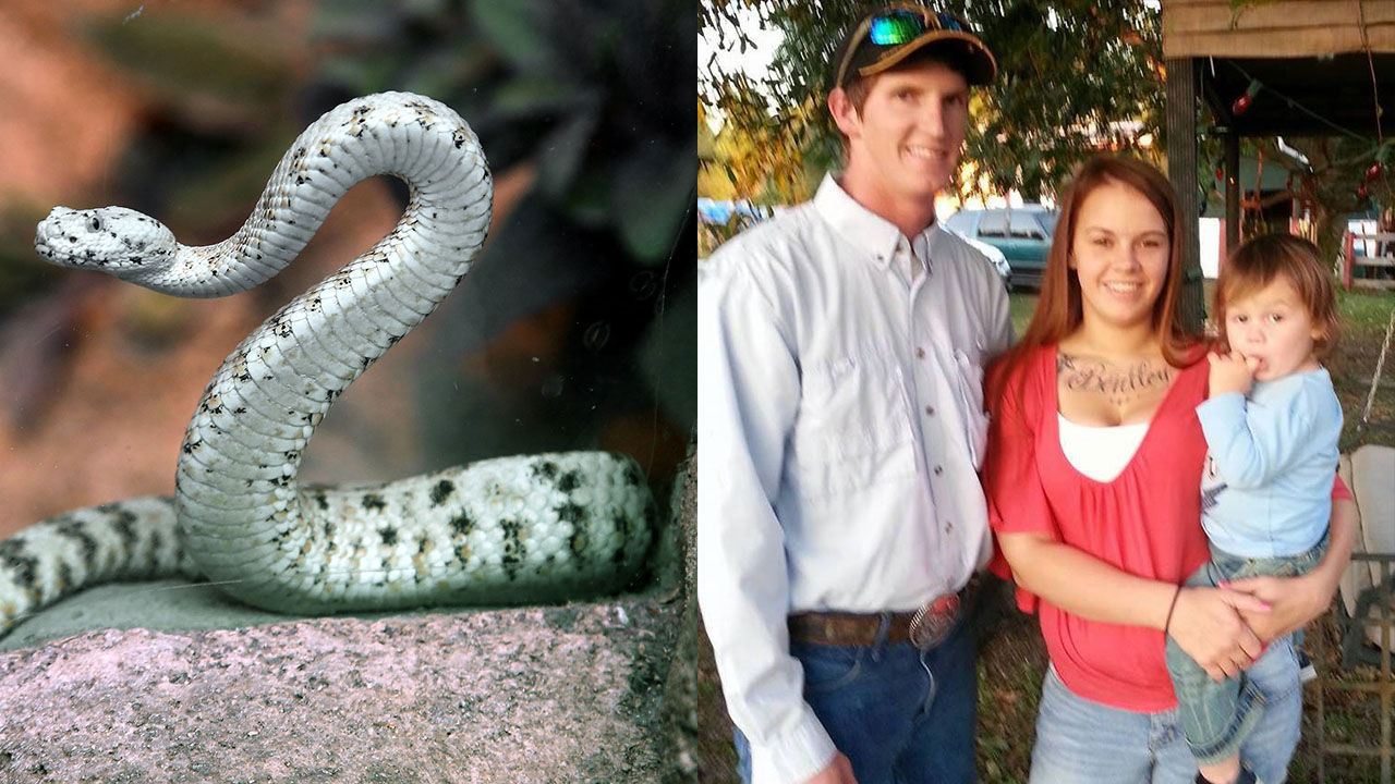 Dozens of snakes invade Florida parents home ABC13 Houston