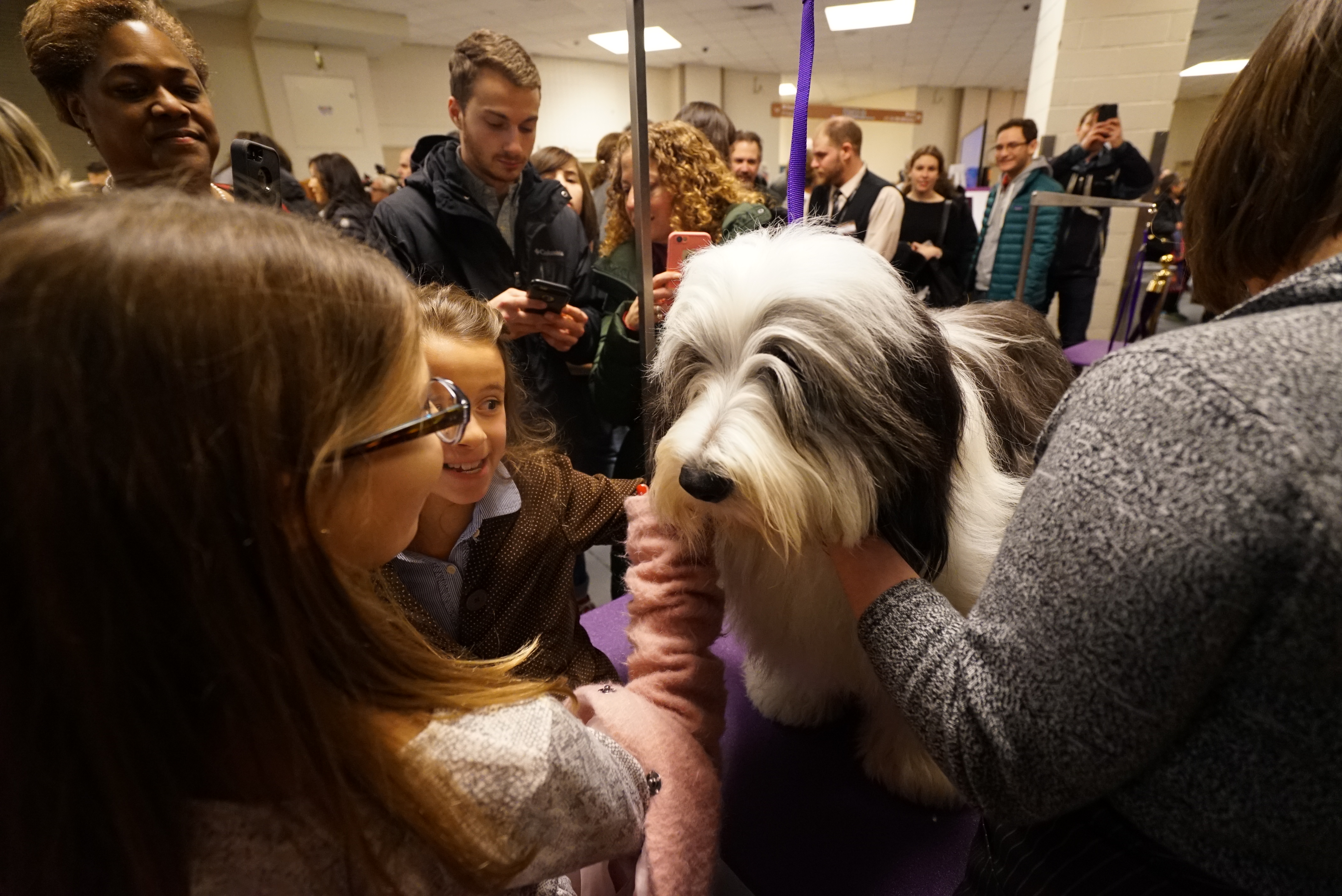 Westminster Kennel Club Dog Show in photos ABC13 Houston
