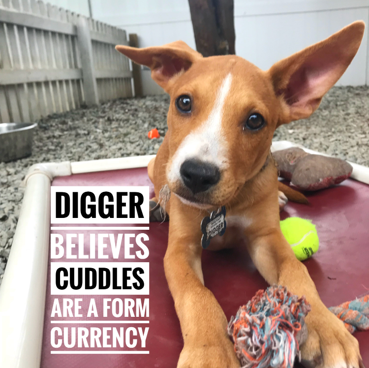 PHOTOS These pets are up for adoption at Saving Grace in Wake Forest