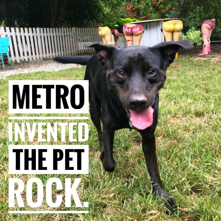 PHOTOS These pets are up for adoption at Saving Grace in Wake Forest