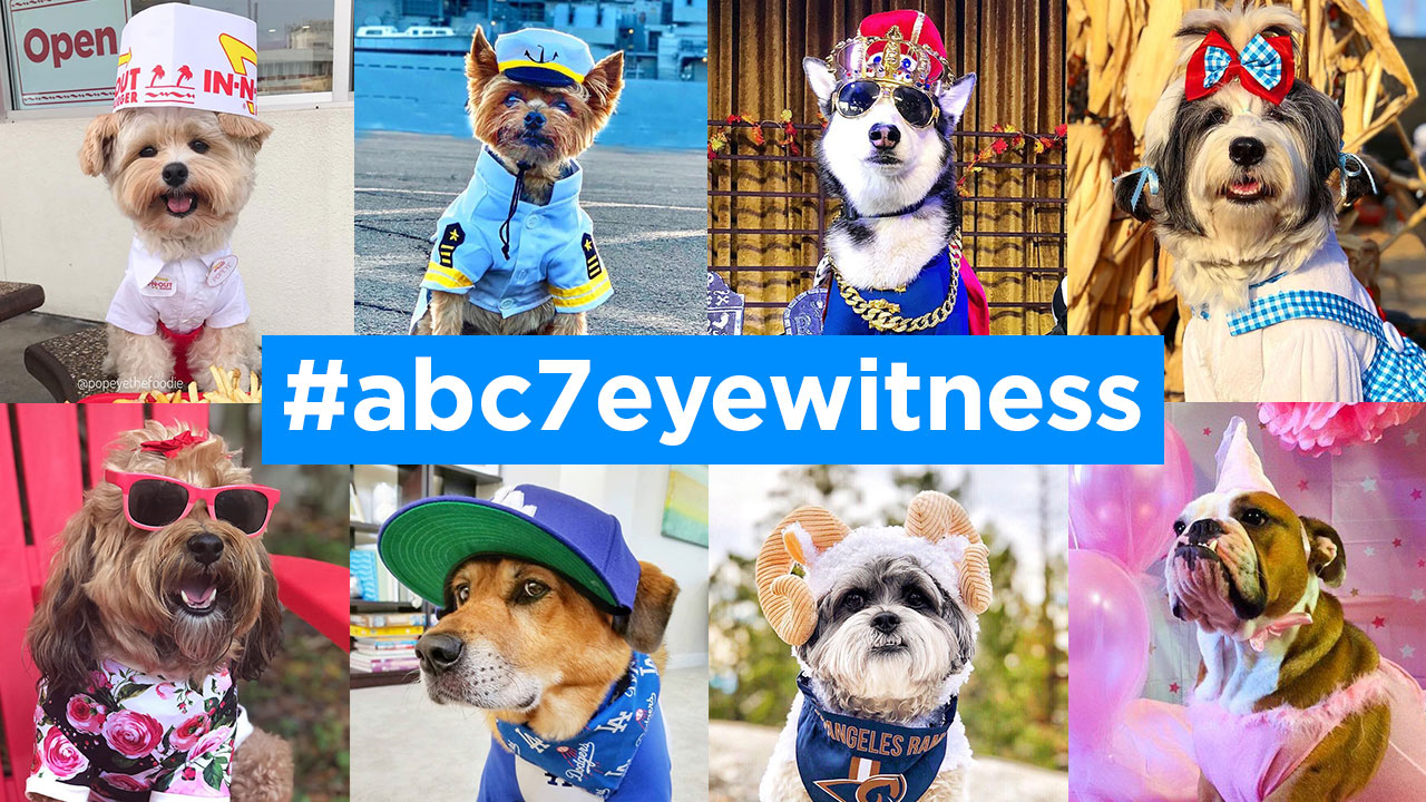 ABC7 viewers share their photos on National Dress Up Your Pet Day