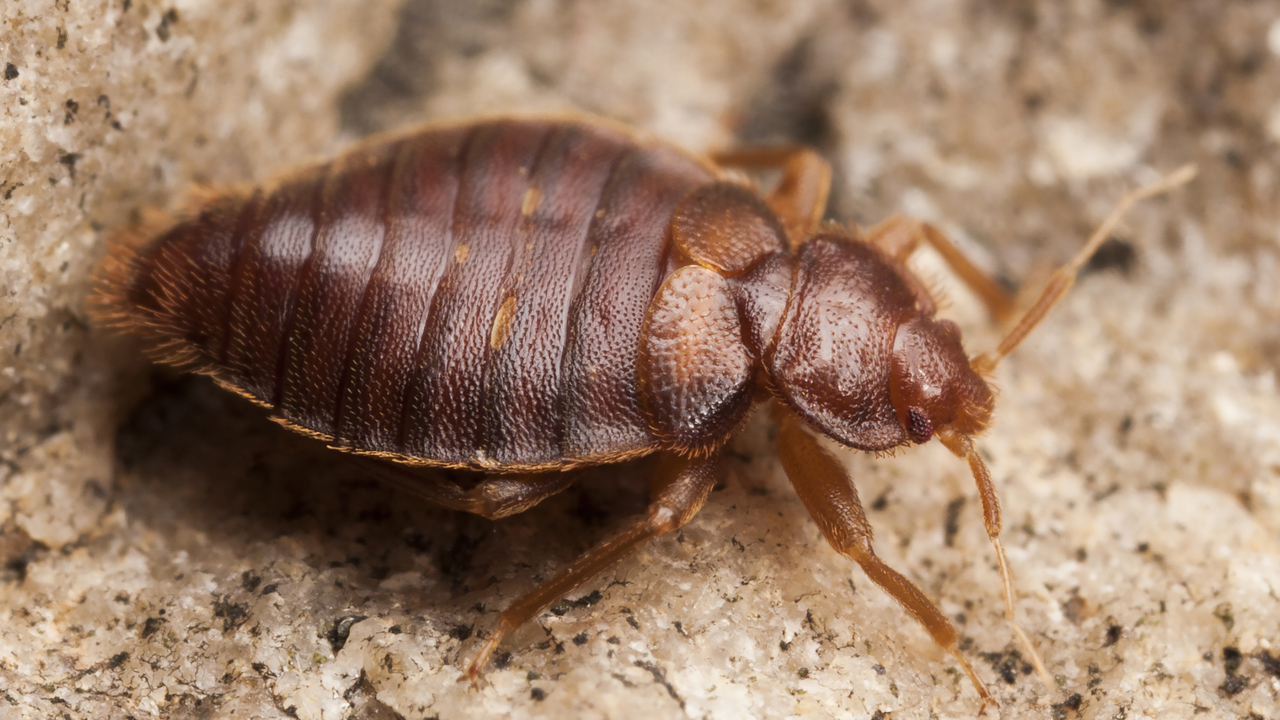 Philadelphia charter school closed Thursday due to bed bugs; reopens