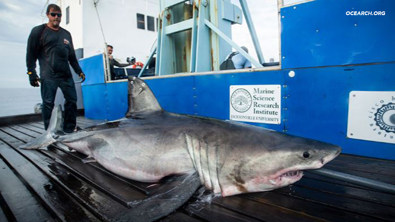 800pound shark continues trip up New Jersey coast ABC7 Los Angeles