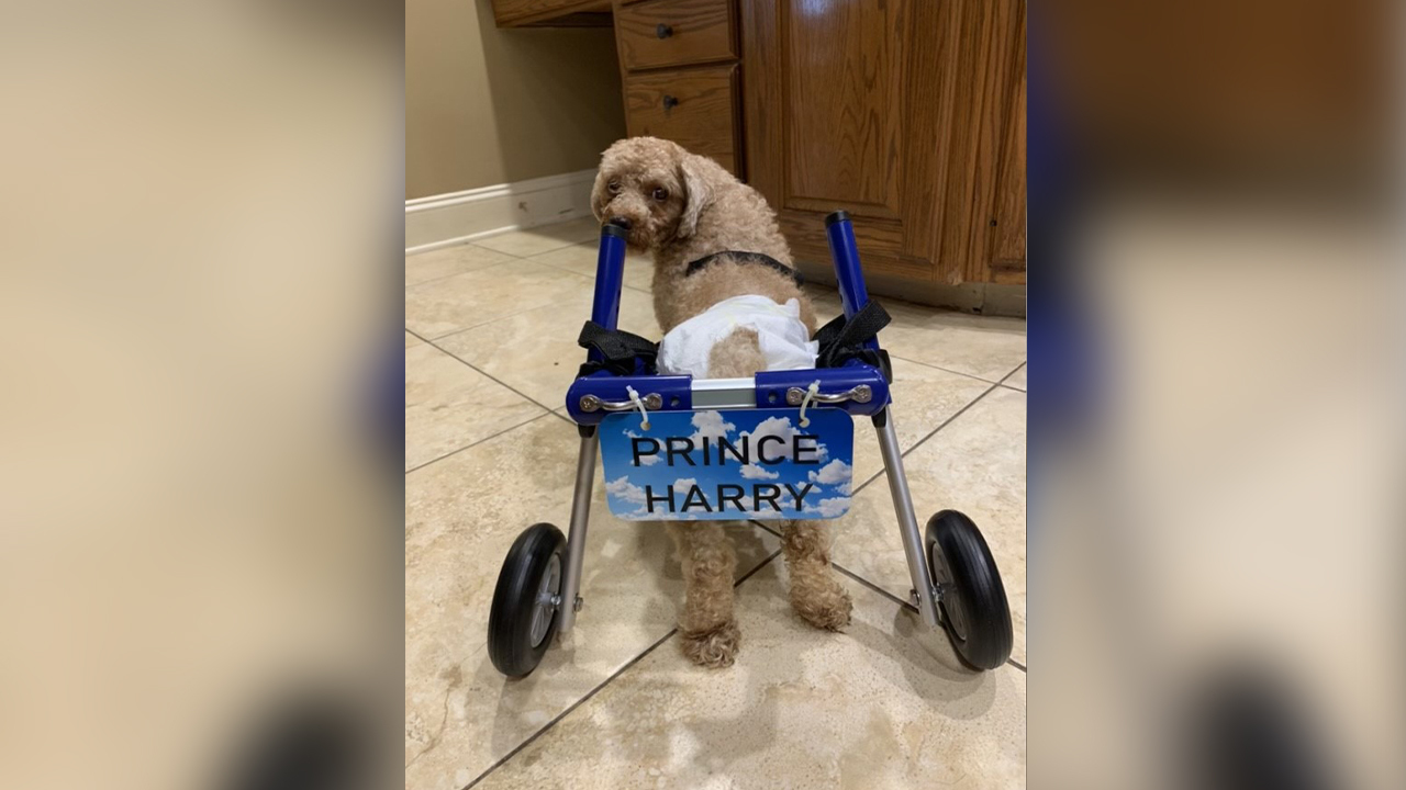 Are There Puppy Mills In Lancaster Pa