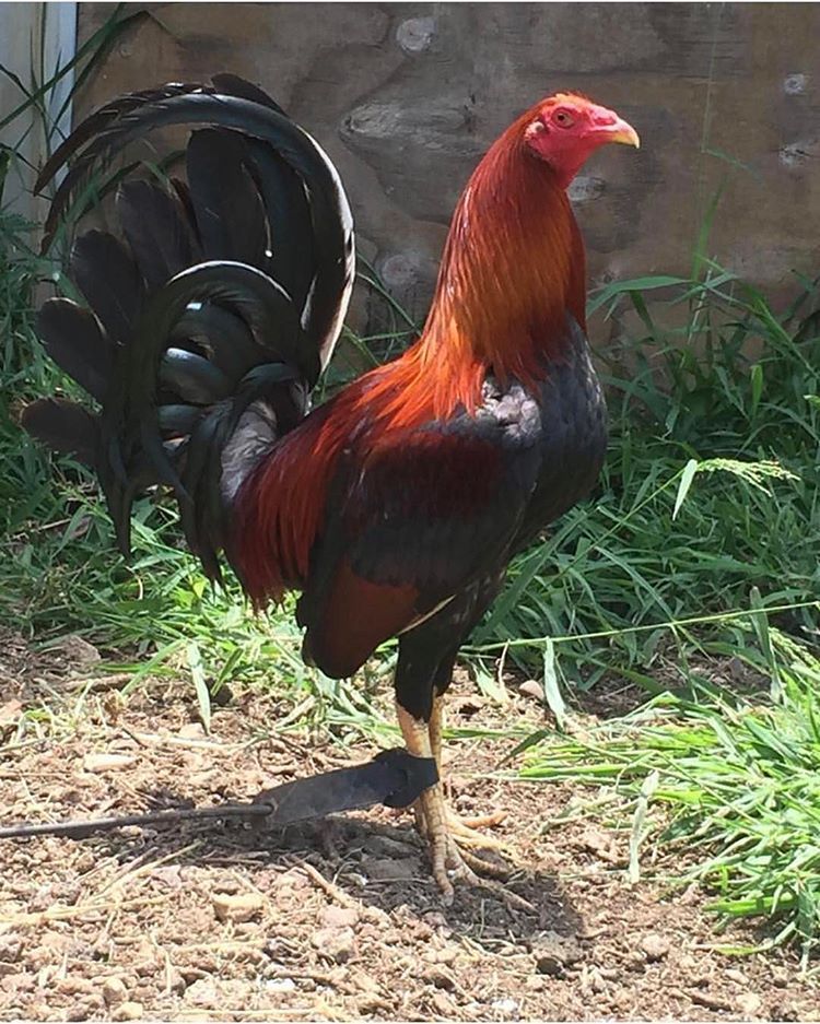 Top 10 Gamefowl Breeders In The Philippines 2021 BEST GAMES WALKTHROUGH