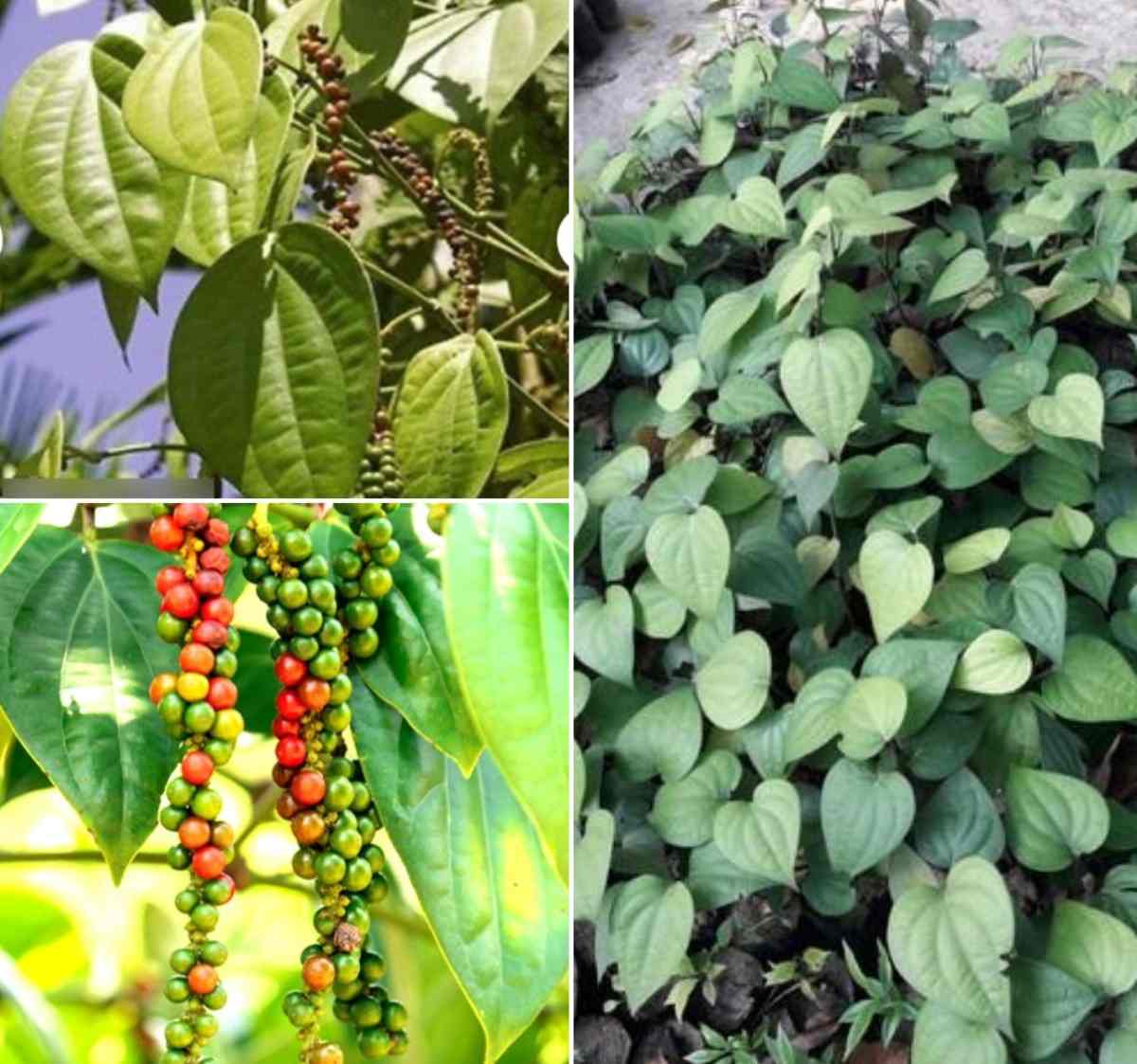 How To Grow Black Pepper Seedlings In The Philippines About Philippines