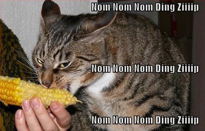 Funny Nom Nom Nom Animals (33 pics)