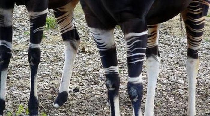 Okapi - Half-Zebra Half-Giraffe (14 pics)
