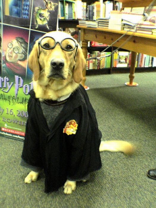 Harry Potter Pets (20 pics)