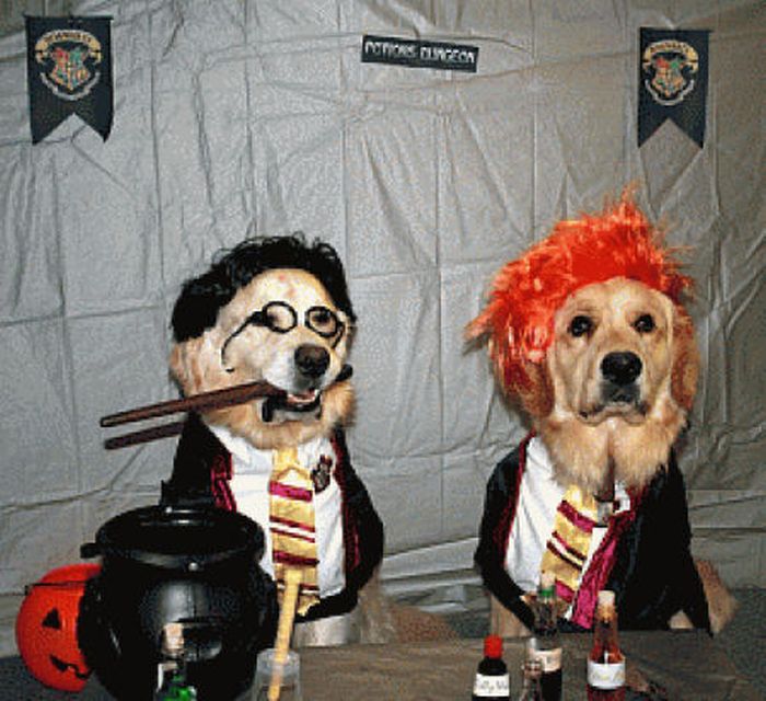 Harry Potter Pets (20 pics)