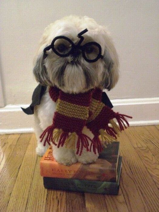 Harry Potter Pets (20 pics)