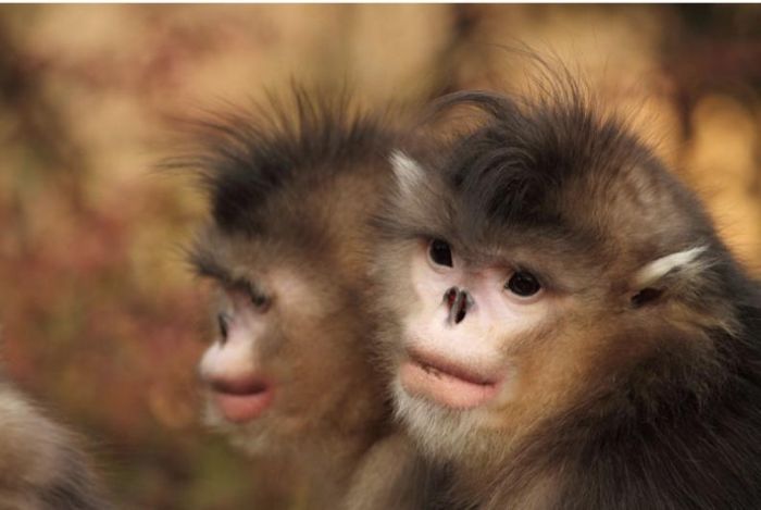 64 Best Funny Looking Animals ideas Pinterest