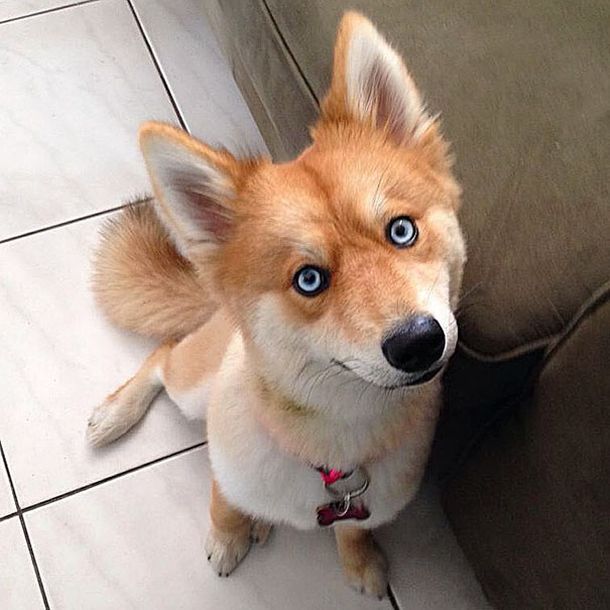 Fox Dog Is Taking The By Storm (11 pics)