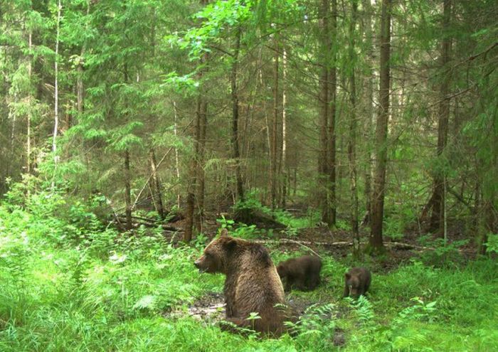 Hidden Camera Captures Animals In Their Natural Habitat