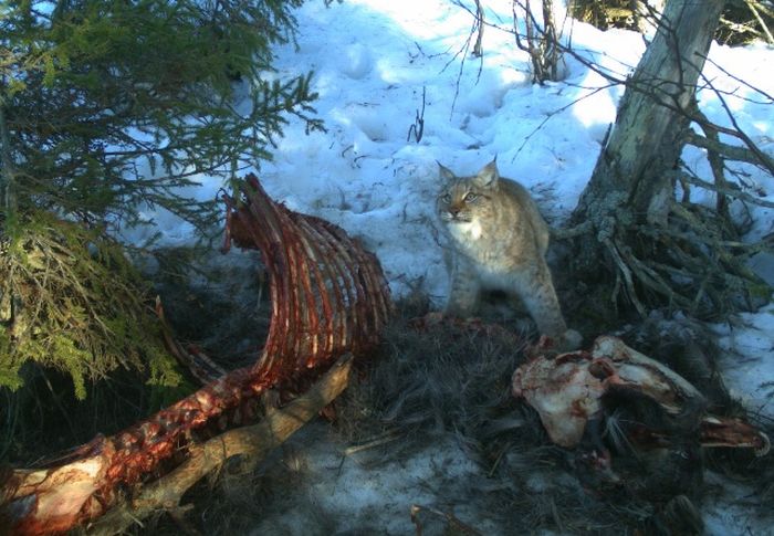 Hidden Camera Captures Animals In Their Natural Habitat