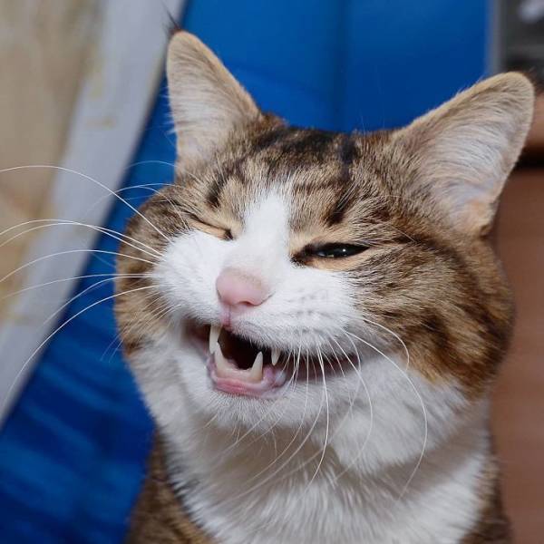This Cat Got Funny Facial Expressions (25 pics)