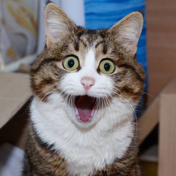 This Cat Got Funny Facial Expressions (25 pics)