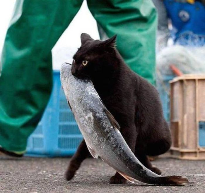 Cats Caught Stealing (33 pics)