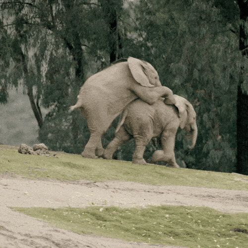 Baby Elephants (17 gifs)