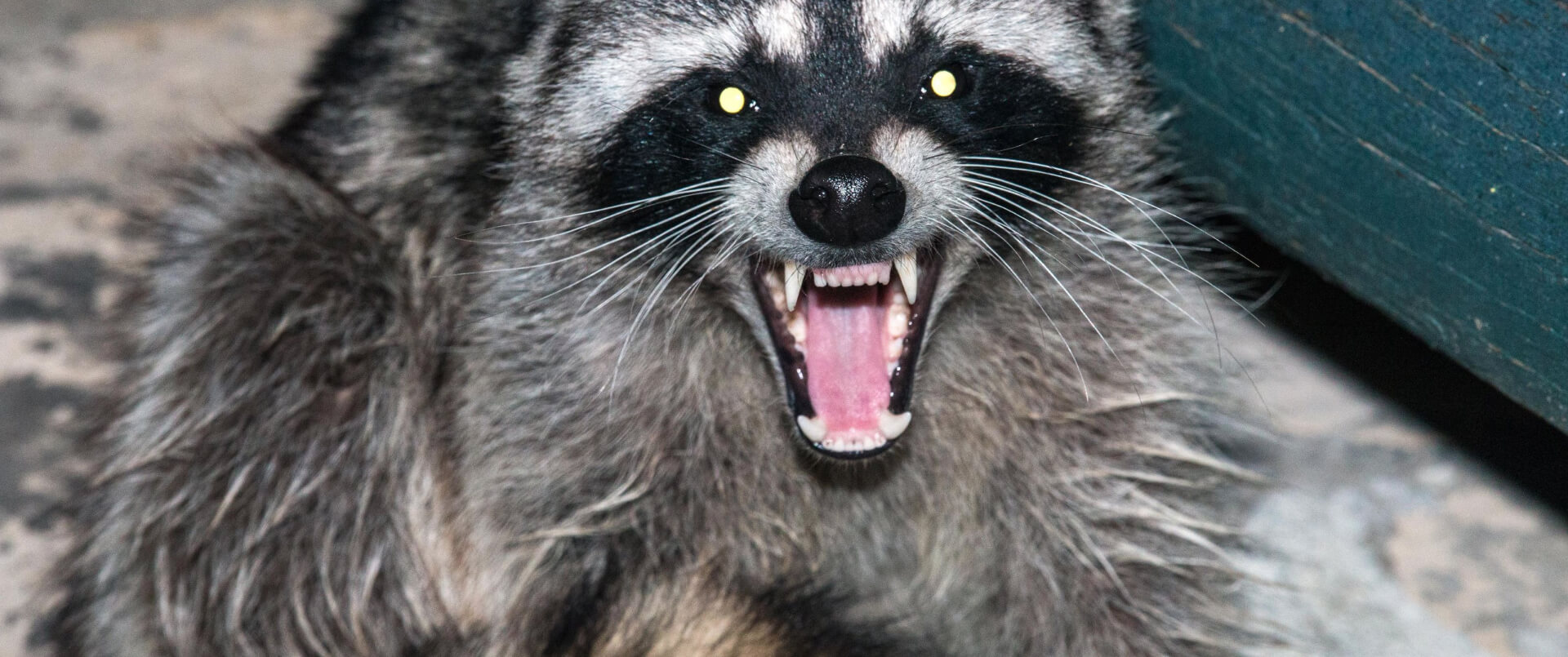 Quality Animal Removal Local Animal Removal Professionals