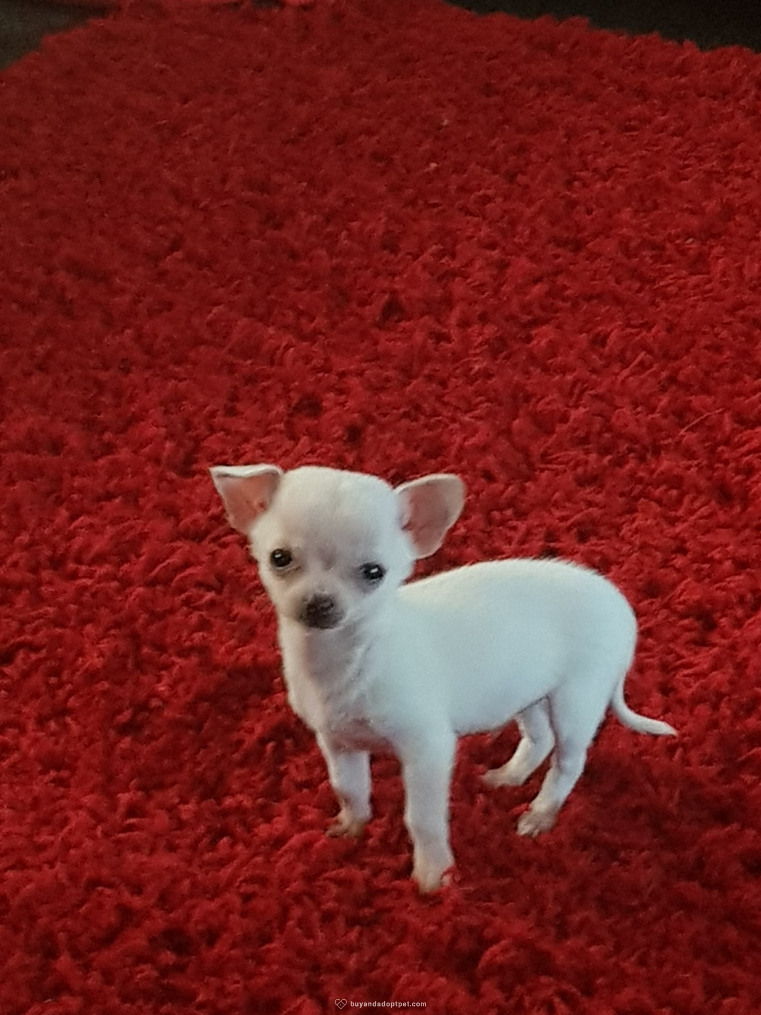 Best Free Puppies Near Me Yelp