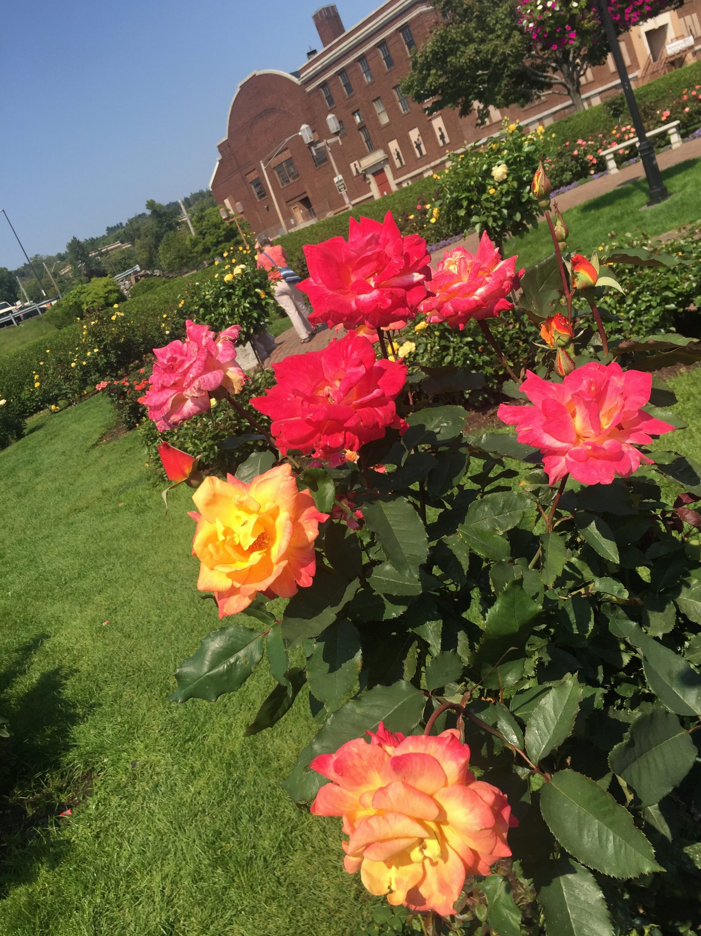 Roses that Thrive in Duluth, MN A Comprehensive Guide