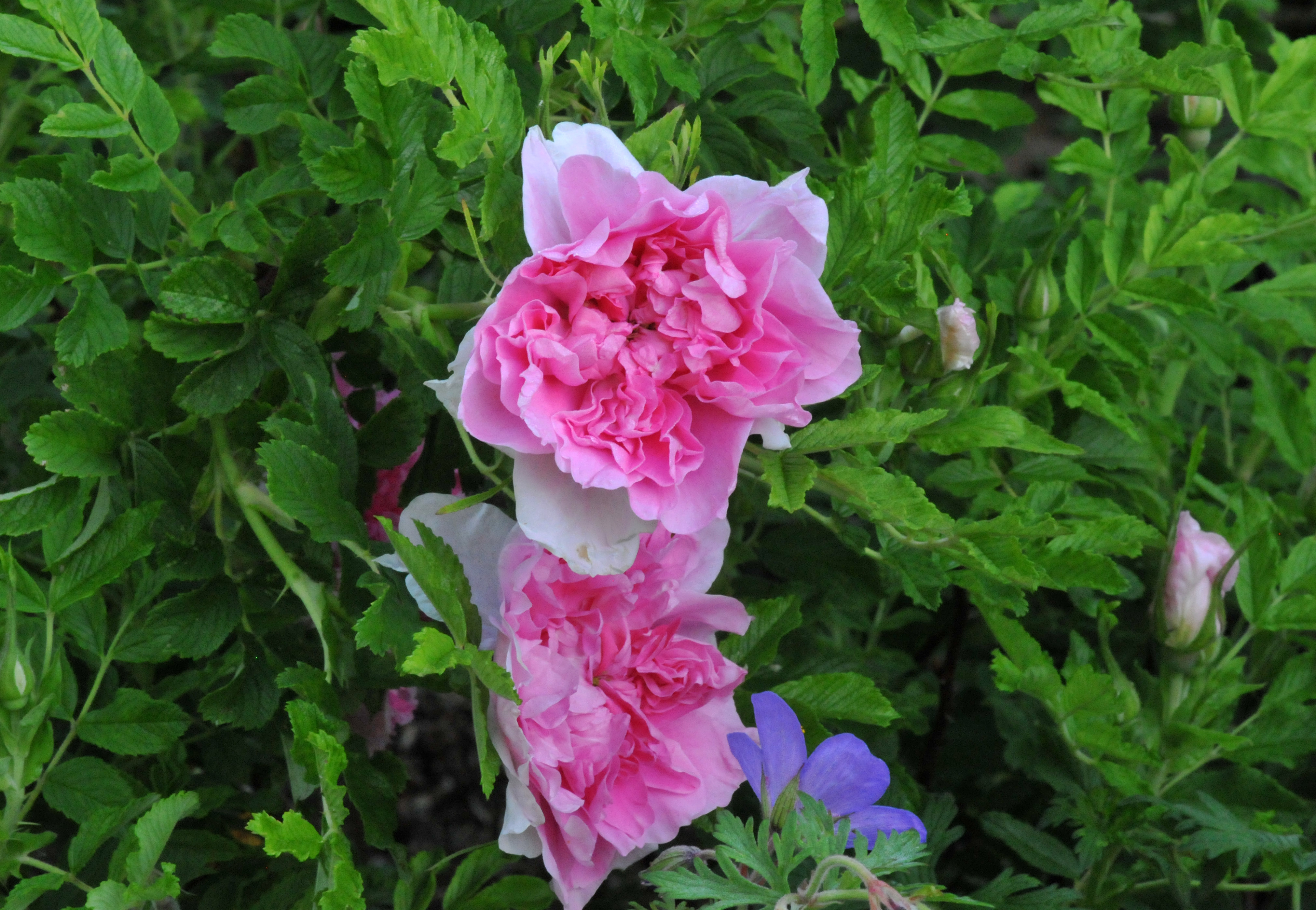 Are Roses Deer Resistant Plants?