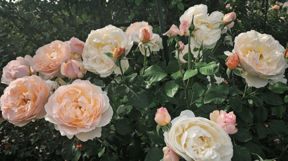 Best Time to Plant Bare Root Roses A Complete Guide