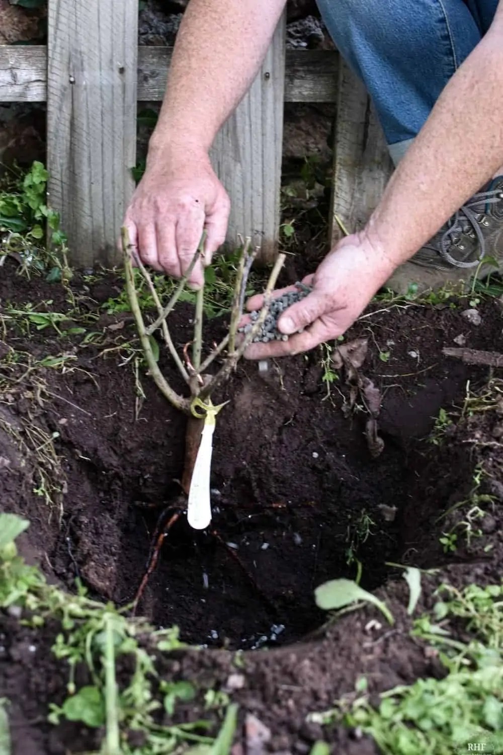 The Best Time to Plant Bare Root Roses in Zone 7