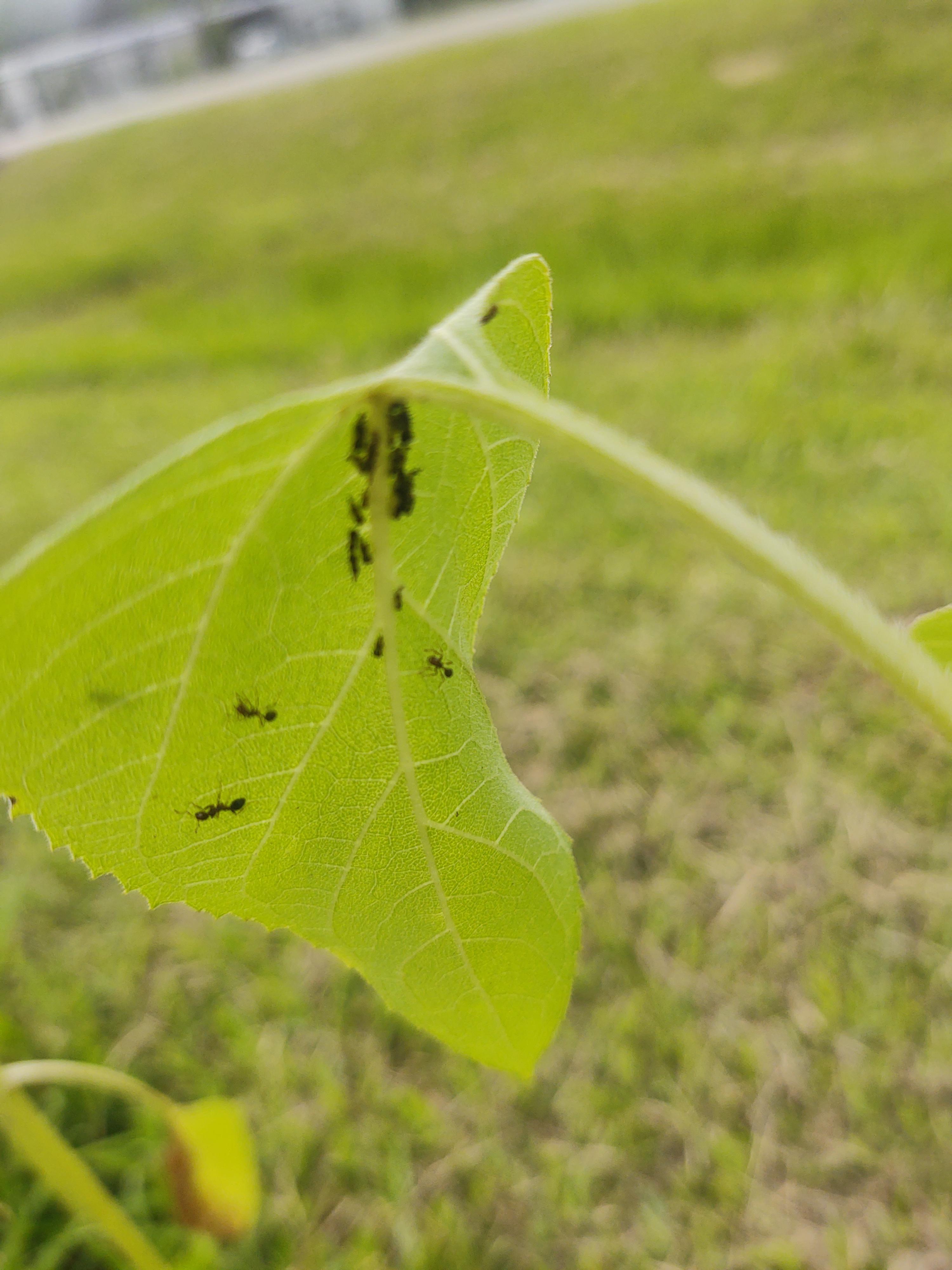 “Unraveling the Mystery Ants on My Sunflowers”