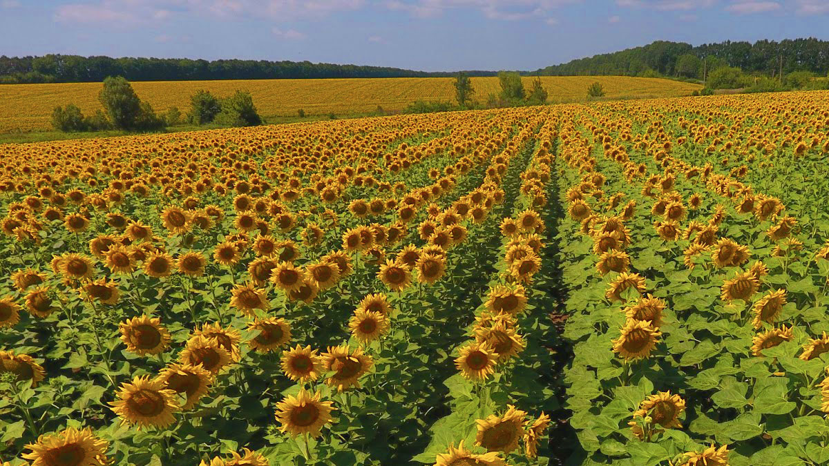 Growing Harmony Planting Corn and Sunflowers Together