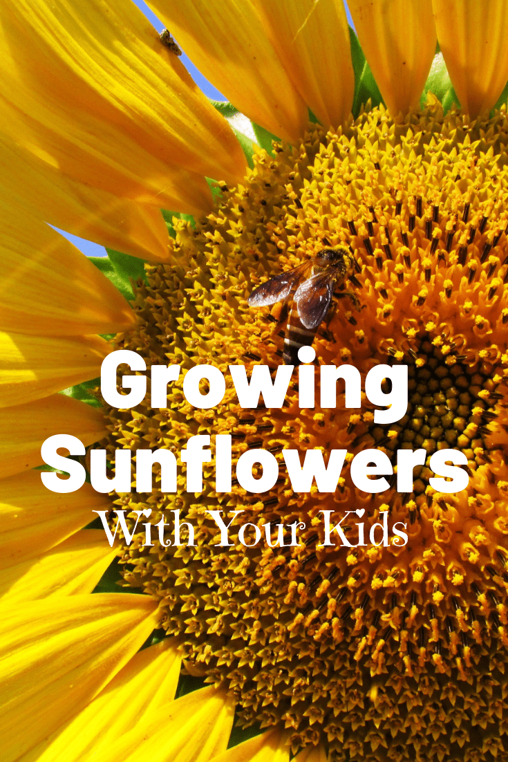 Are Sunflowers Healthy for Toddlers?