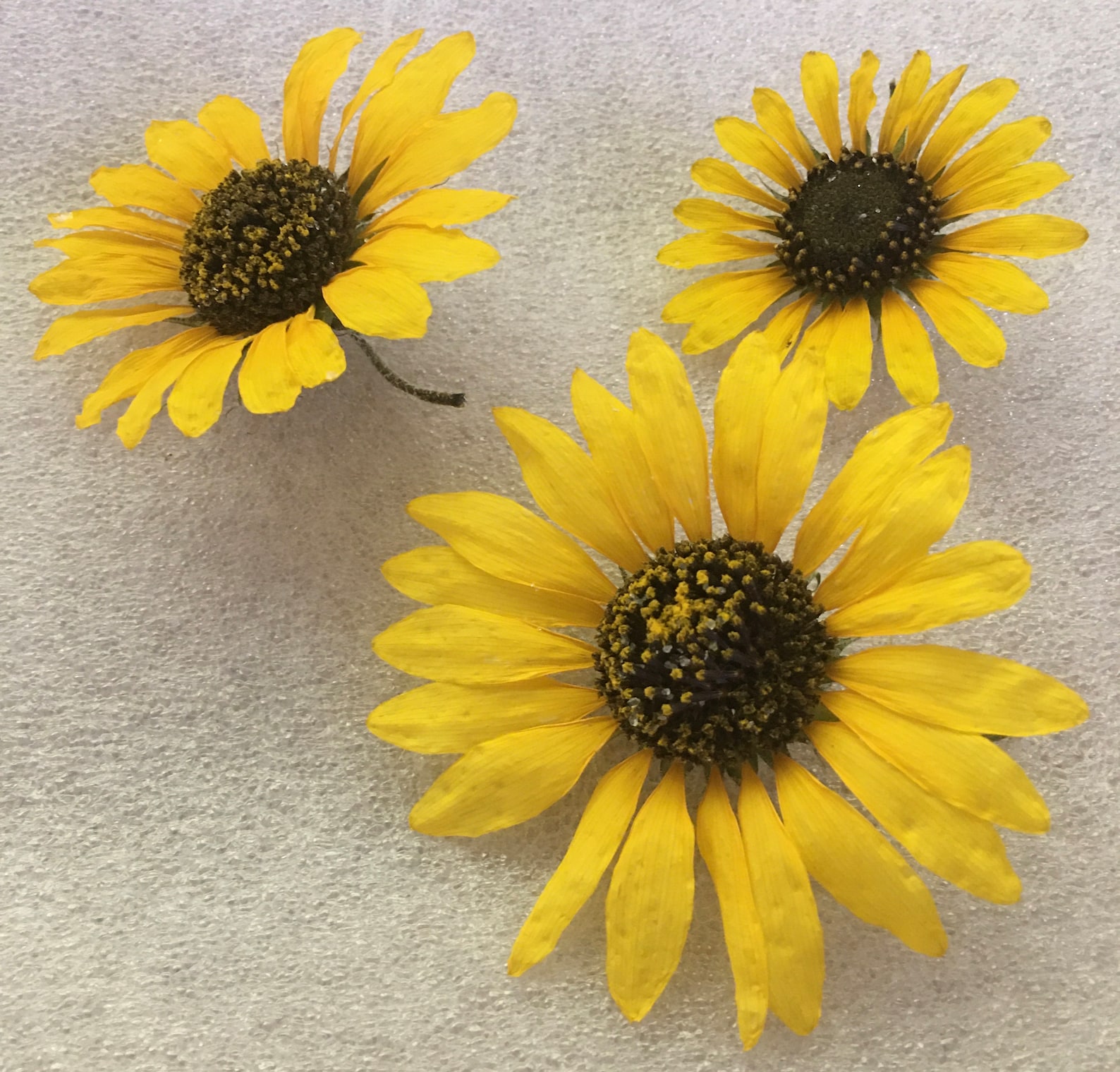 Can You Book Press Sunflowers?