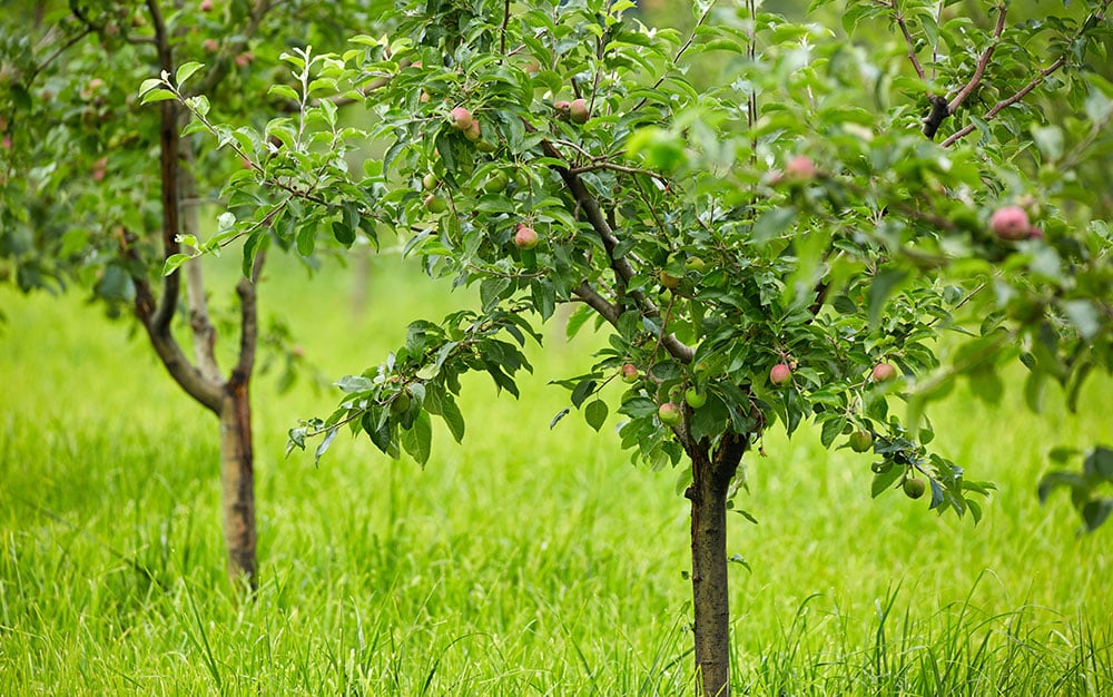 Best Apple Tree for a Small Garden