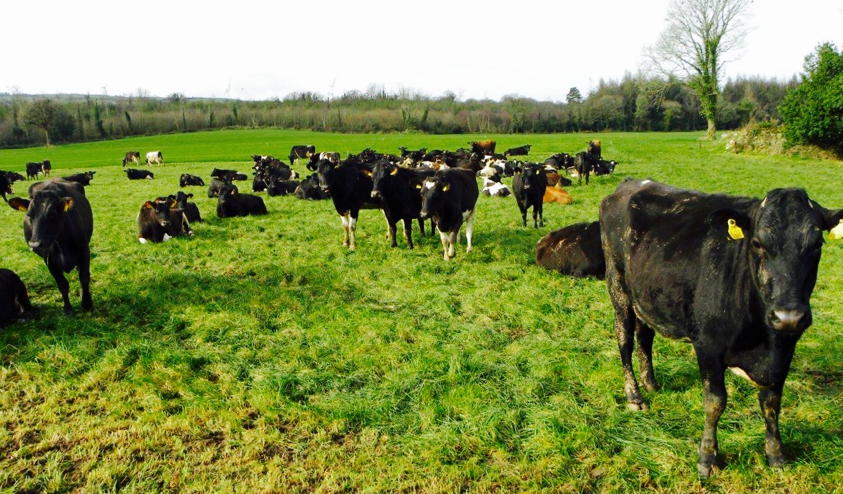 Milking 1,500 cows in a dairy franchise New Zealand style adapted to