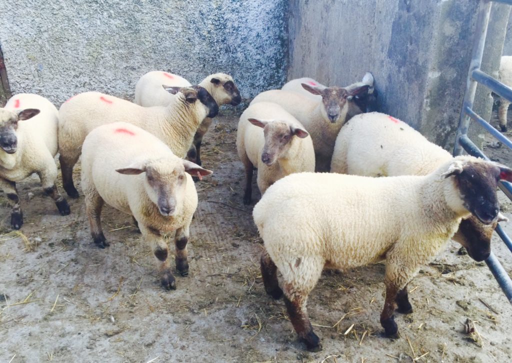Sheep marts Spring lamb prices improve by €57/head Agriland.ie