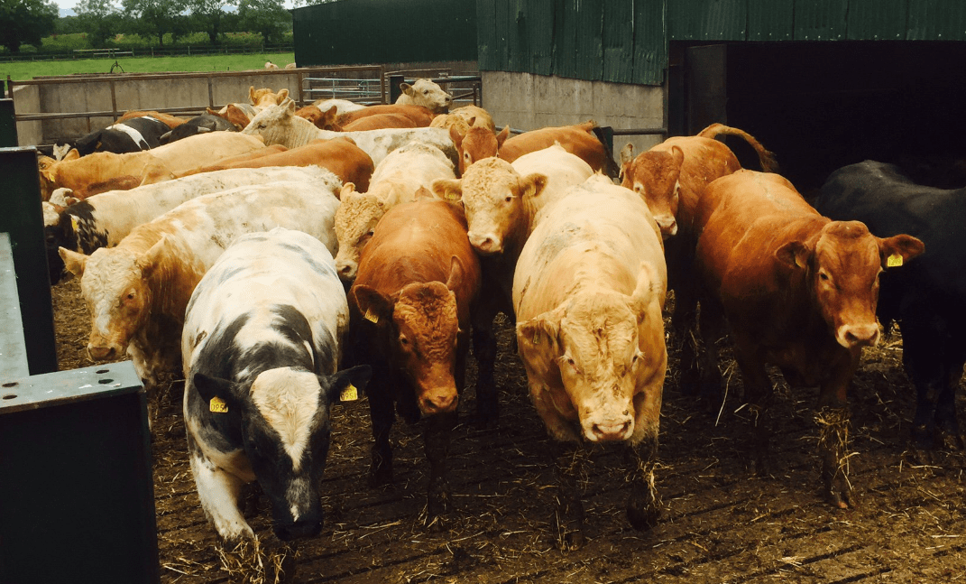 Assessing cattle that are fit for slaughter What do I look for