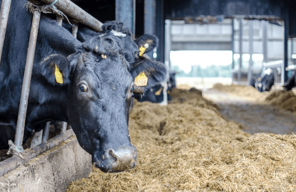 Which breed of cow is best suited to onceaday milking? Agriland.ie
