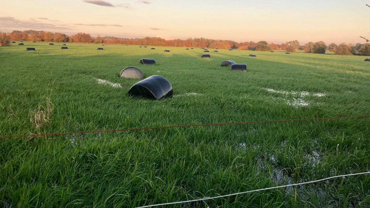 Grass growth Heavy rain forces some farmers to house and feed silage