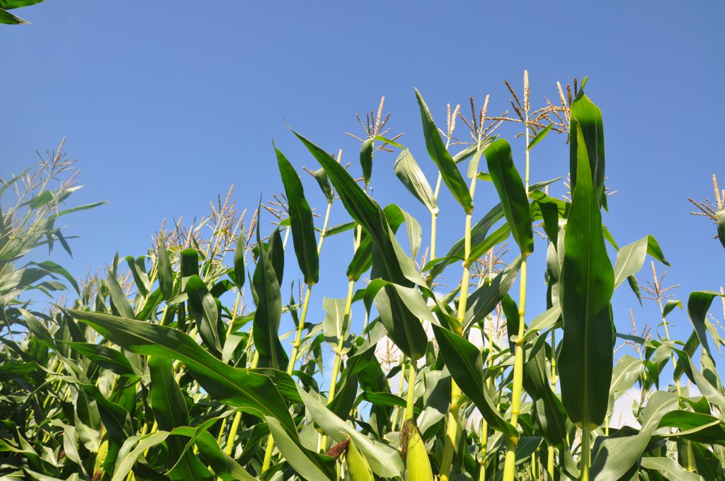 Maize is an important forage to preserve Agriland.ie