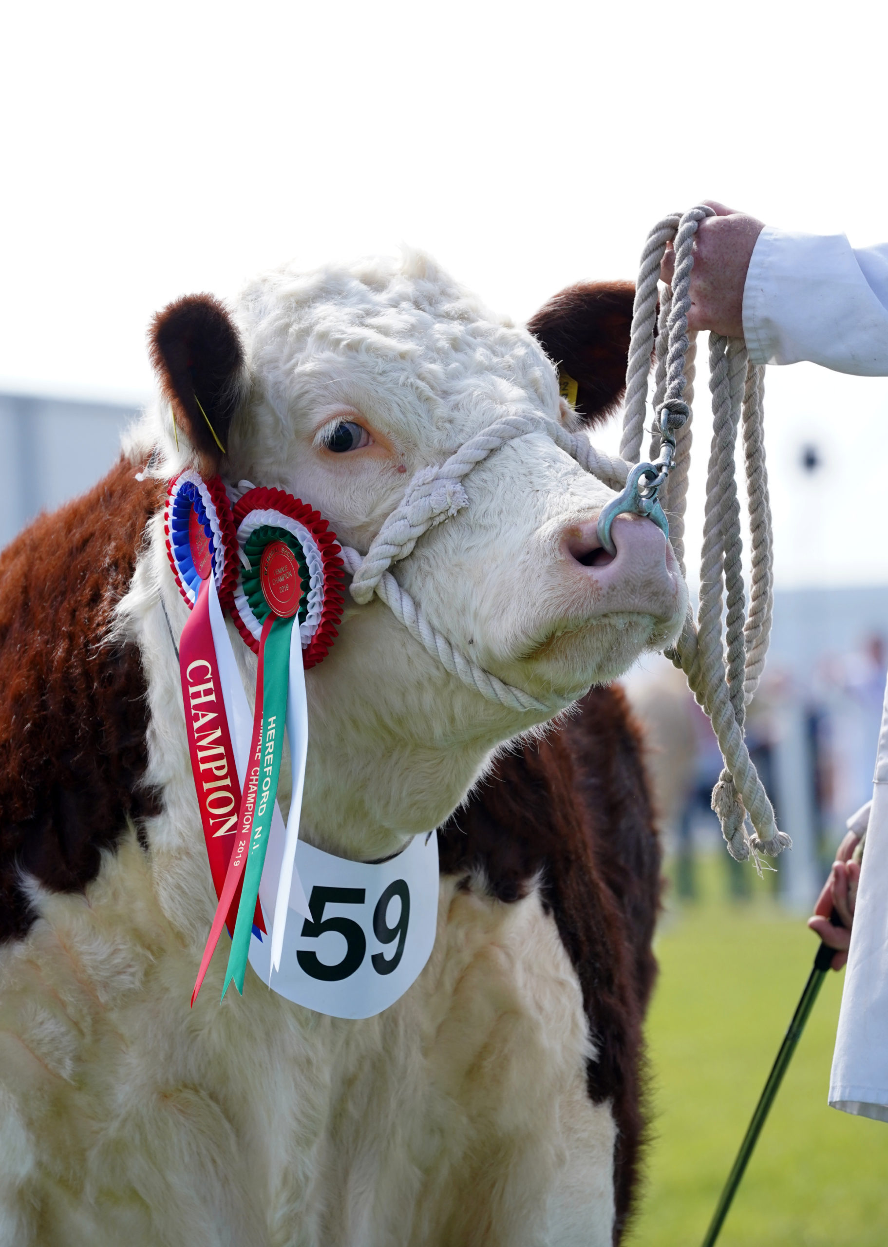 Livestock judges announced for 2021 Balmoral Show Agriland.ie